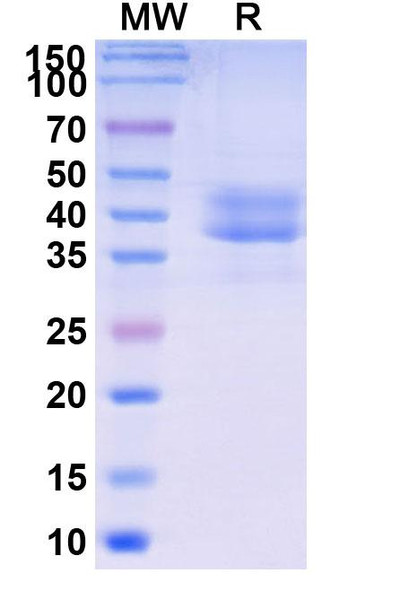 Briobacept (Research-Grade) - SDS-PAGE
