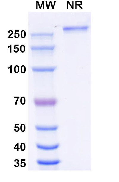 Eftozanermin Alfa (Research-Grade) - SDS-PAGE