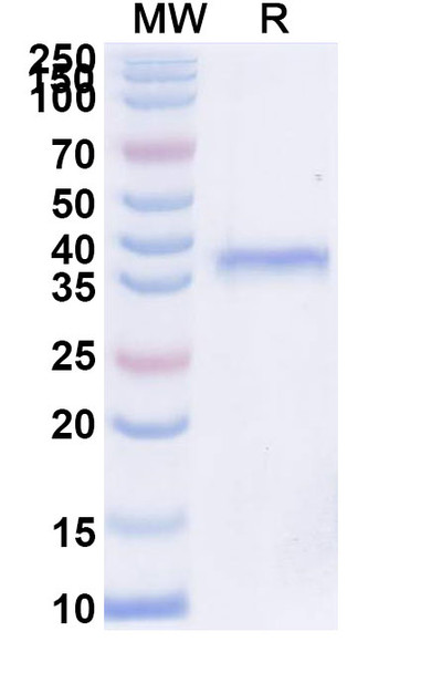 Inbakicept (Research-Grade) - SDS-PAGE