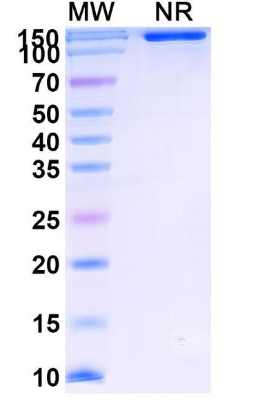 Ipafricept (Research-Grade) - SDS-PAGE