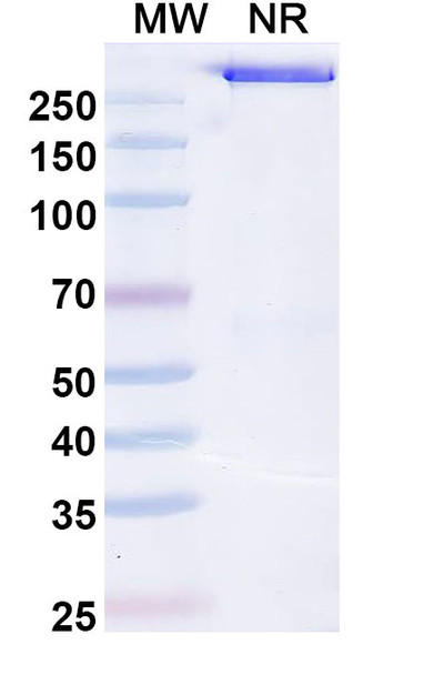 Olamkicept (Research-Grade) - SDS-PAGE