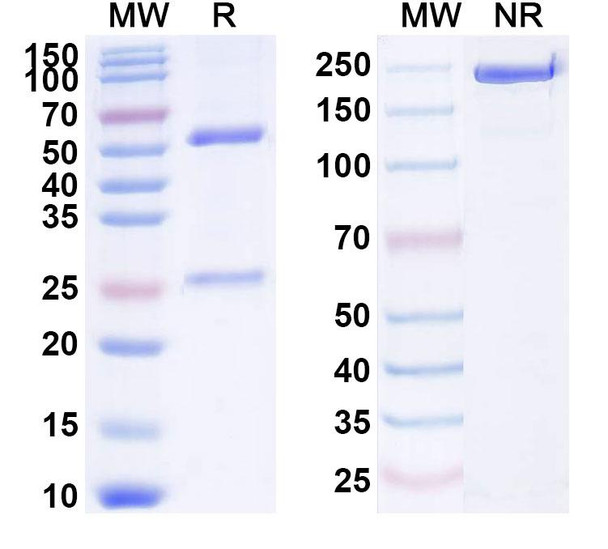 Human CD184/CXCR4 (AT009) Antibody - SDS-PAGE