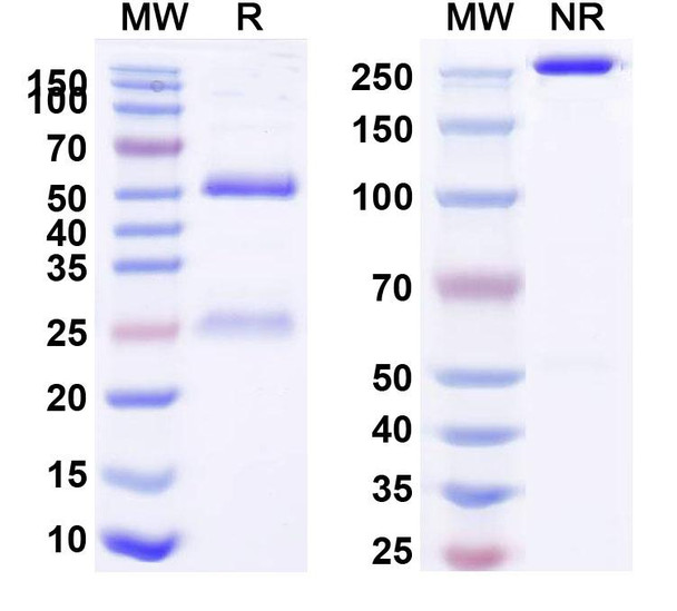 Human CD227/MUC1 (huDMB5F3) Antibody - SDS-PAGE