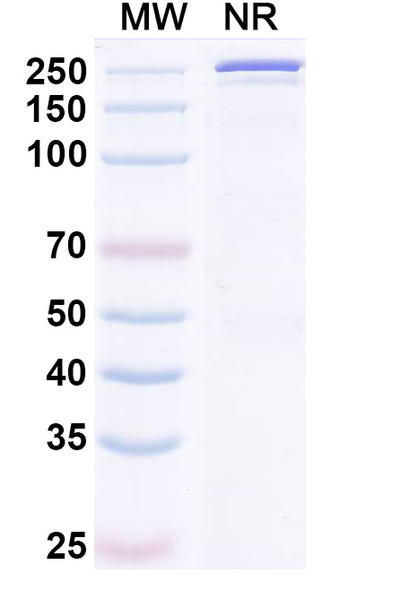 Cirevetmab Antibody - SDS-PAGE