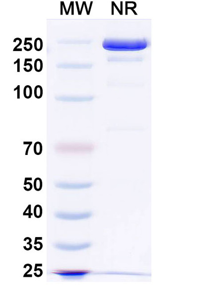 Atisnolerbart Antibody - SDS-PAGE