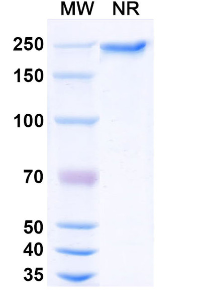 Dargistotug Antibody - SDS-PAGE