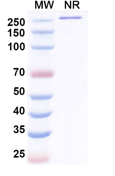 Danburstotug Antibody - SDS-PAGE