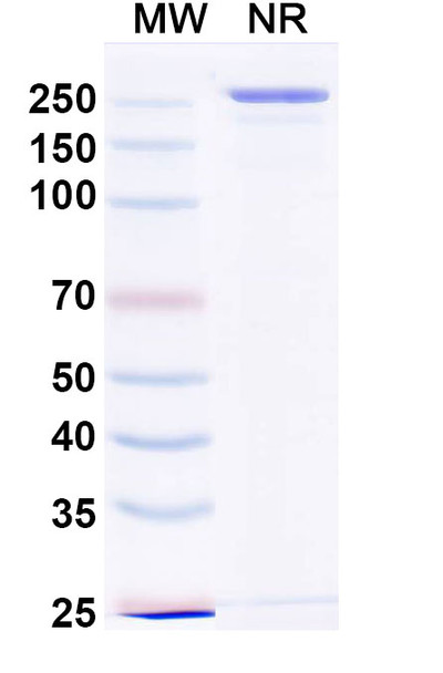 Devextinetug Antibody - SDS-PAGE