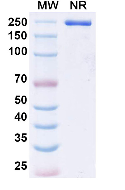 Epacmarstobart Antibody - SDS-PAGE