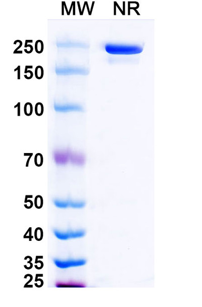 Evunzekibart Antibody - SDS-PAGE