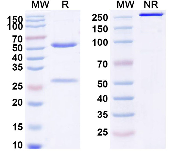 Forimtamig Antibody - SDS-PAGE
