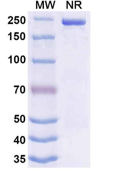 Danvilostomig (Research-Grade) - SDS-PAGE