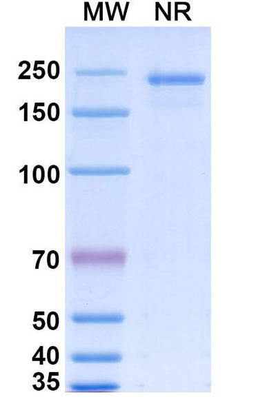 Nisevokitug Antibody - SDS-PAGE