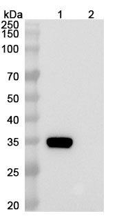 Prafnosbart Antibody - WB