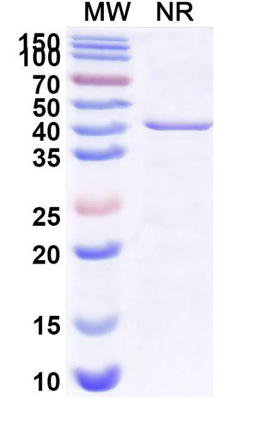 Zifibancimig Antibody - SDS-PAGE