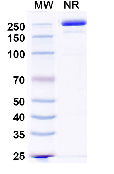 Zigakibart Antibody - SDS-PAGE