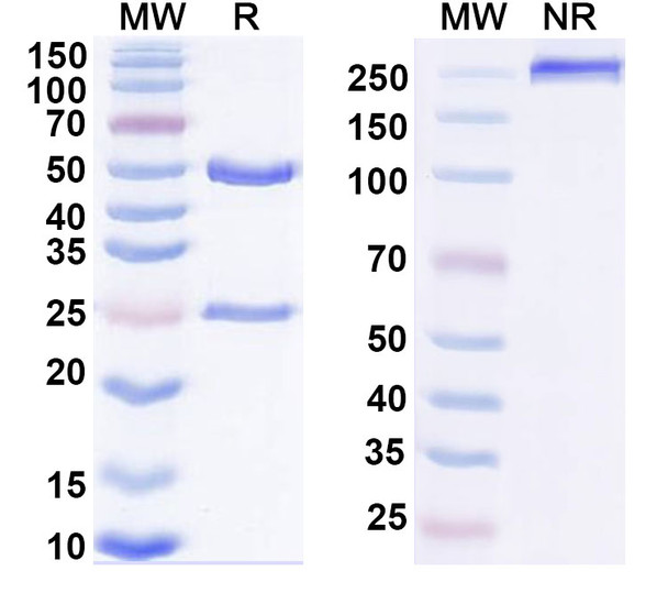 Human IL27 (SRF388) Antibody - SDS-PAGE