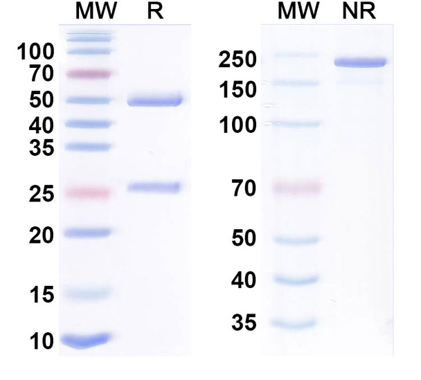 Magrolimab Antibody - SDS-PAGE