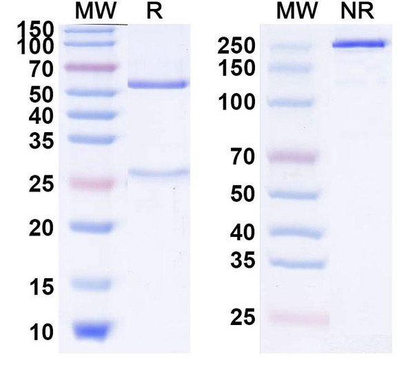 Lorukafusp Alfa (Research-Grade) - SDS-PAGE