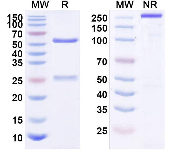 Actoxumab Antibody - SDS-PAGE