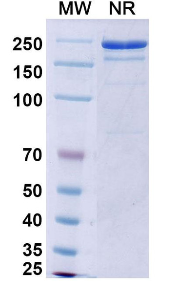 Bezlotoxumab Antibody - SDS-PAGE