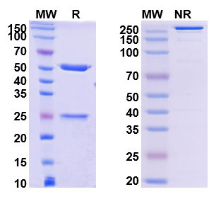 MK-4830 Antibody - SDS-PAGE
