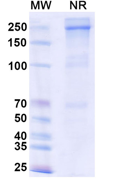Eftilagimod Alfa (Research-Grade) - SDS-PAGE