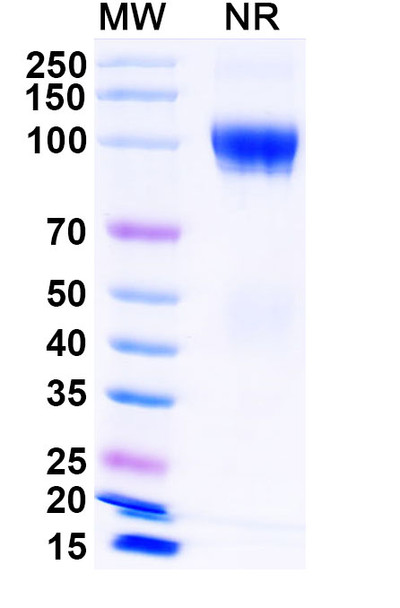 Luspatercept (Research-Grade) - SDS-PAGE