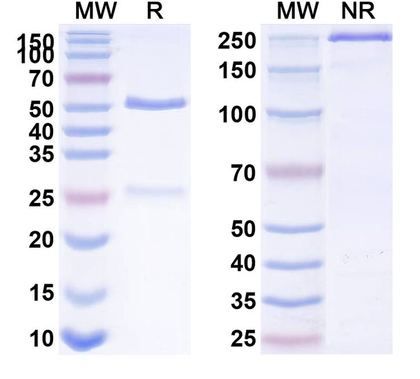 Human IL15 (DISC0280) Antibody - SDS-PAGE