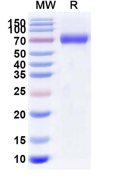 Albiglutide (Research-Grade) - SDS-PAGE