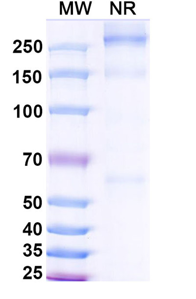Asfotase alfa (Research-Grade) - SDS-PAGE