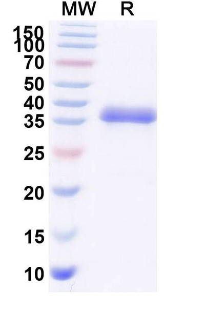Blisibimod (Research-Grade) - SDS-PAGE