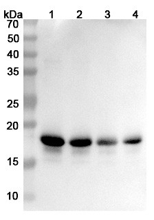 Human SNCA (MEDI1341) Antibody - WB