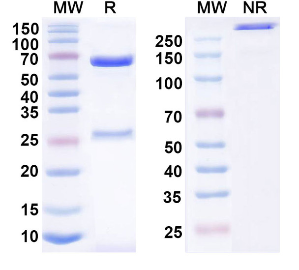 Human TSLP (MOR014824) Antibody - SDS-PAGE