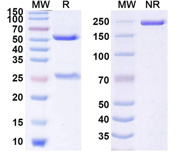 Human CD357/TNFRSF18/GITR (JNJ-64164711) Antibody - SDS-PAGE