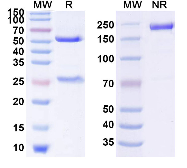 Human SLC2A8/GLUT8 (VB1-050) Antibody - SDS-PAGE