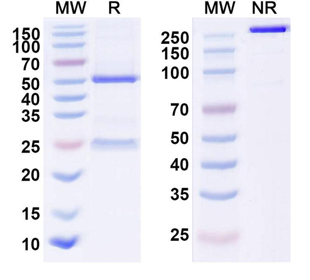 Human HBEGF (KHK2866) Antibody - SDS-PAGE