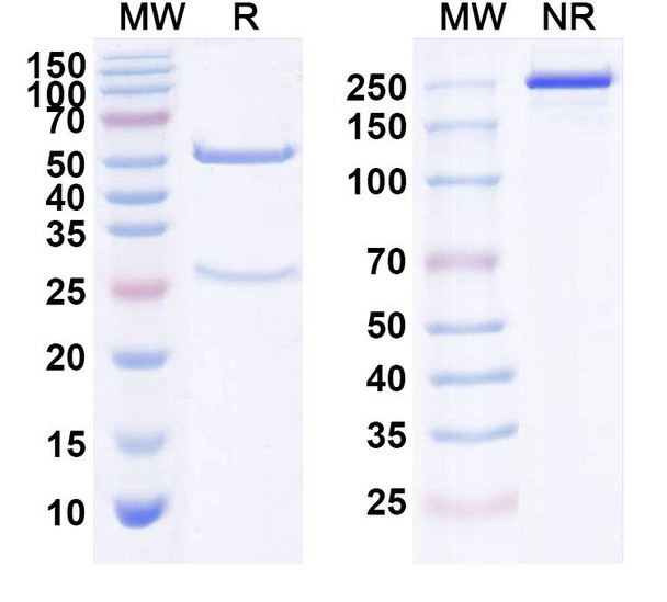 Human ERBB3/HER3 (29Z6) Antibody - SDS-PAGE