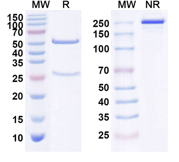Human ERBB3/HER3 (REGN1400) Antibody - SDS-PAGE