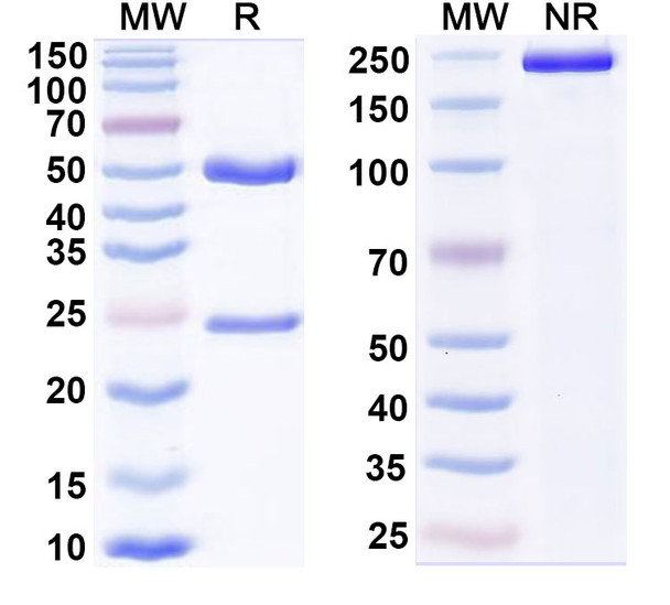 Human HLA-A2 (Hu8F4) Antibody - SDS-PAGE