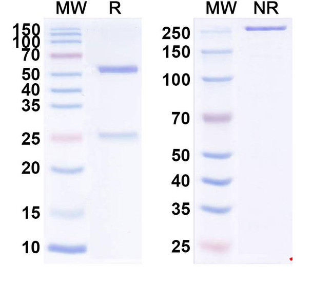 Human CD221/IGF1R (VPI-2690B) Antibody - SDS-PAGE