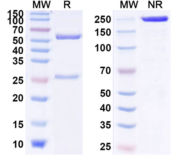 Human IL13 (C836) Antibody - SDS-PAGE