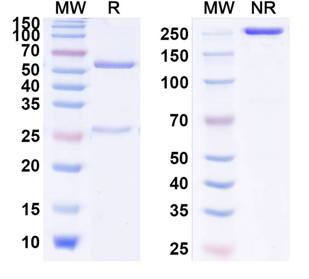 Human IL13 (M1295) Antibody - SDS-PAGE
