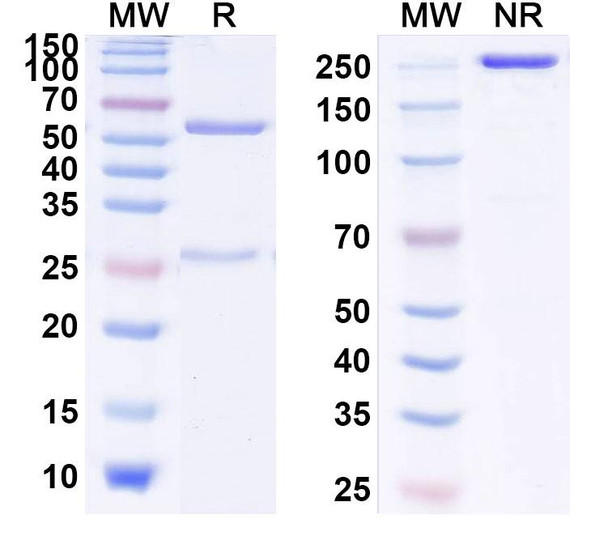 Human IL13 (CNTO-5825) Antibody - SDS-PAGE
