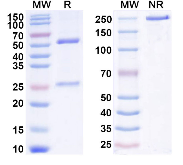 Human IL2 (MT204) Antibody - SDS-PAGE