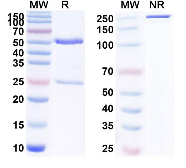 Human CD223/LAG3 (AVA-017) Antibody - SDS-PAGE
