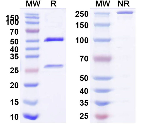 Human CD223/LAG3 (IMP761) Antibody - SDS-PAGE