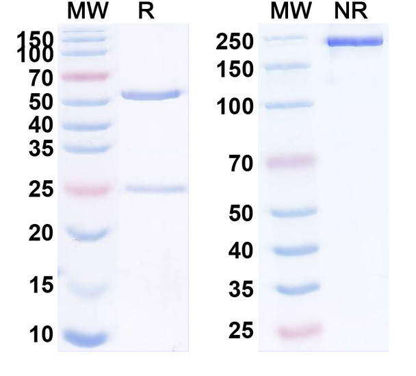Human CD223/LAG3 (Sym022) Antibody - SDS-PAGE