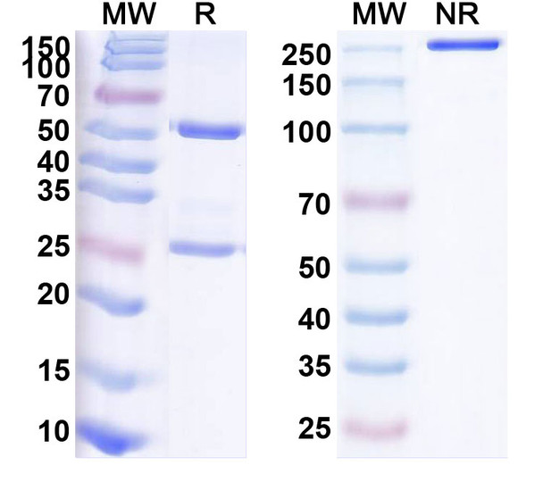 Human CD115/CSF1R Antibody (AMG 820) - SDS-PAGE