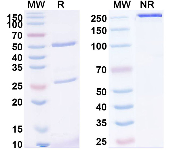 Human MMP14 (KD014) Antibody - SDS-PAGE